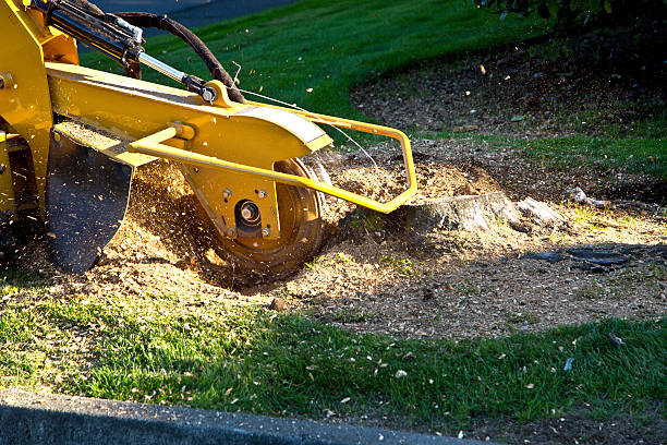 Best Grass Overseeding  in Coronado, CA