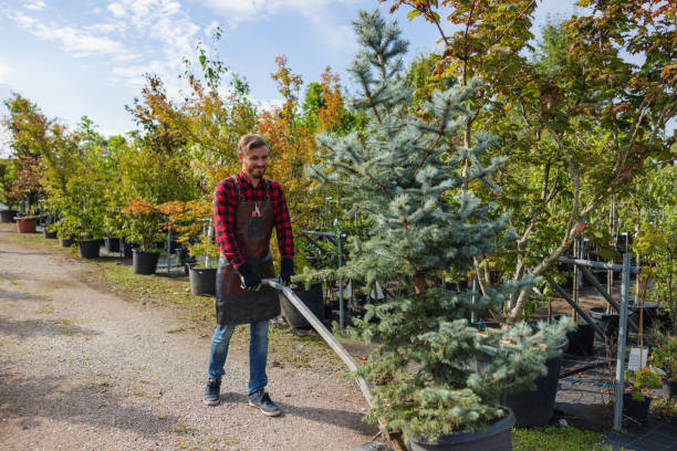 Best Tree Mulching  in Coronado, CA